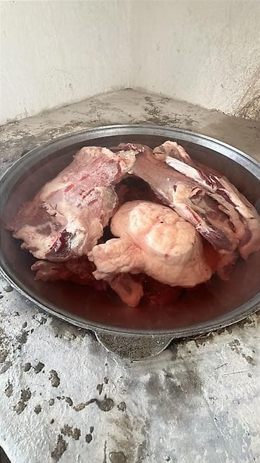 бройлер тушки: Мал сойобуз кой уй жылкы эт кесебиз — 1
