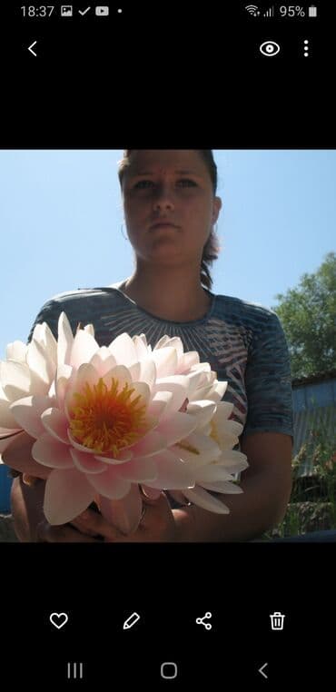 продаю пионы: Водные Лилии Нимфеи — 2