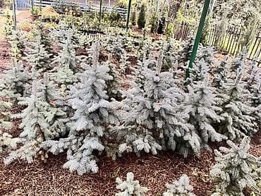 Ель колючая голубая (Picea pungens ‘Glauca’) — саженцы для ландшафтных