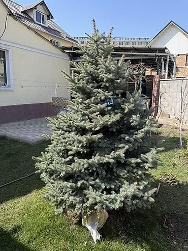 набор колючей: Ель голубая (Picea pungens, Blue Spruce), сформированная, крупномер — 3