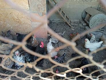 белый кролик: Продаю | Куры | Домашняя | Несушки — 1