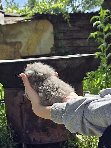 кошка сибирская: Два мальчика, отец привозной, породистые сибирские котята😍Пушистые — 3
