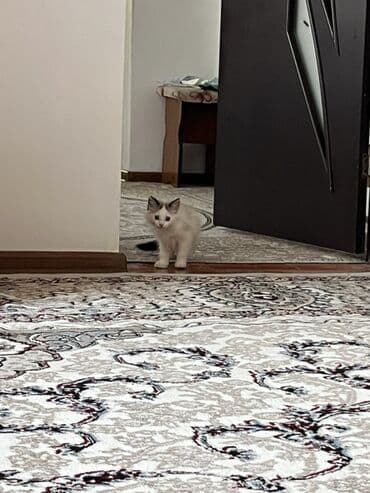 отдам котенка в добрые руки: Породасыз, 3 айлык, Эркек, Биколор — 1