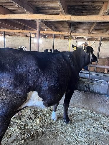 котята простые: Продаю | Корова (самка) | Алатауская | Для молока | Привязанные — 1