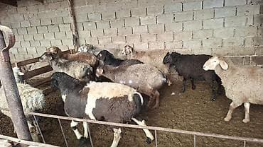 цетка для кур: Продаю | Овца (самка) — 5