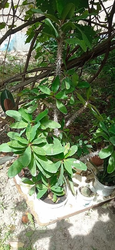 верблюжья колючка: Молочай Миля (Euphorbia milii), крупный кустовой экземпляр - Вид — 8