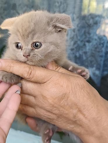 Кошки: Британские короткошёрстные котята - Порода: британская — 5