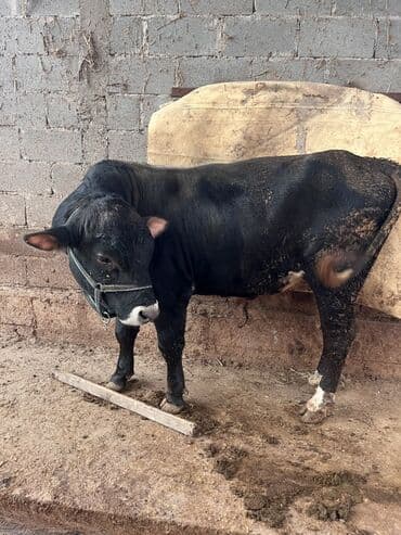 охотничий собак: Продаю | Бык (самец) | Для разведения — 8