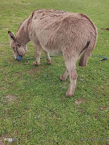 ат бишкек: Осёл (домашний), серо-бурый, пушистый, компактного роста. Основные — 4