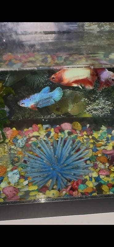 Бойцовые рыбки (Betta splendens) — разноцветные самцы и самки
