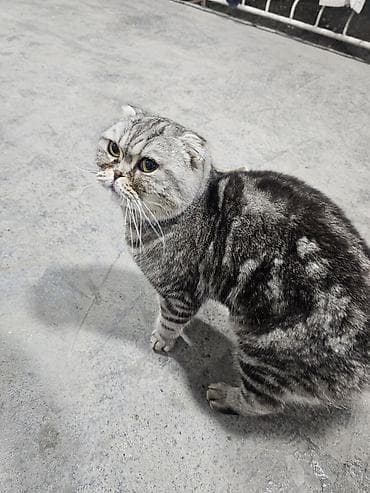 шотландская веслоухая кошка: Шотландская вислоухая кошка (Scottish Fold) - Окрас: серебристый — 1