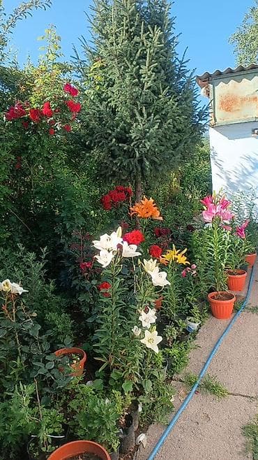 недвижимость квартира: 7 соток, Для сельского хозяйства, Красная книга, Тех паспорт, Договор дарения — 10