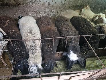 кармушка для овец: Продаю | Овца (самка) | Для разведения | Матка — 6