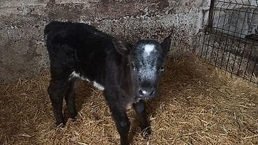 животные в добрые руки: Продаю | Тёлка | Бельгийская | На откорм, Для разведения | Искусственник — 8