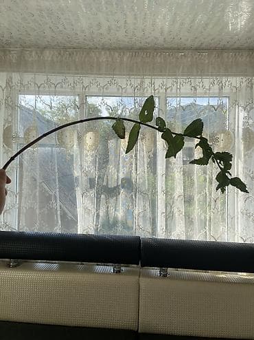 продается дом первая линия: 🏡 Продается дом в селе Ойтал, Тюпский район, Иссык-Кульская область — 2