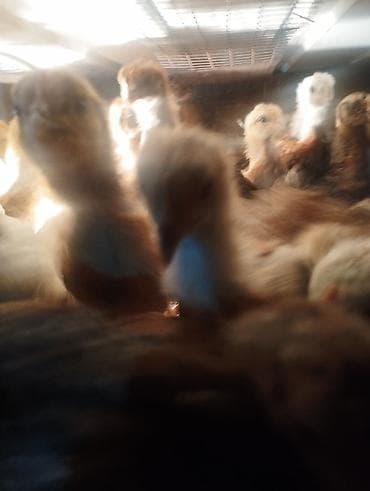 мальки форели купить: Продаю | Цыплята | Домашняя | Для разведения — 2