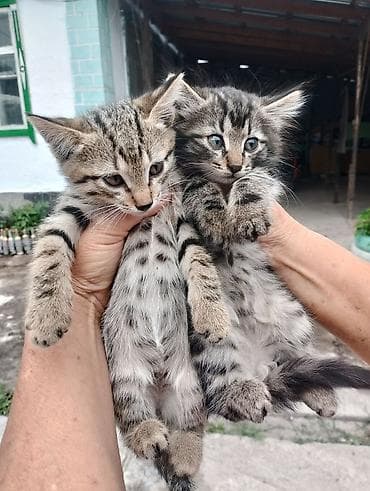 в добрые руки кошки: 🐾 Малыши ищут любящий дом! 🏡❤️ Отдаем в добрые и ответственные руки — 1