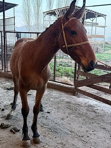 каби корим: Продаю | Жеребенок | Для разведения — 2