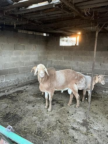 порода комару: Продаю | Баран (самец) | Для разведения | Племенные — 9