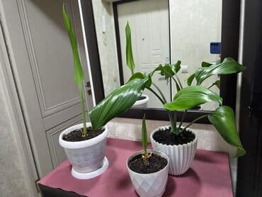 садовые украшения: Комнатные растения в кашпо 1) Фаленопсис (орхидея) — белые крупные — 11