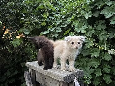 1 месяц, Девочка, Приучена к лотку, Проглистована