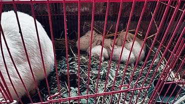 кролики крольчата: Продаю | Крольчиха (самка) | Карликовая — 1