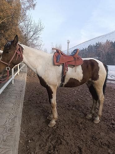 Грызуны: Продаю | Конь (самец) | Конный спорт — 6