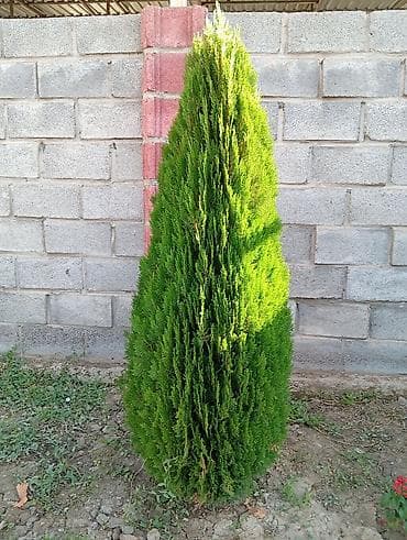 туя ош: Туя западная Смарагд (Thuja occidentalis ‘Smaragd’) — декоративные — 3