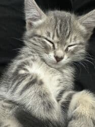 шотландская кошка скоттиш страйт: 5 месяцев, Мальчик, Серый, Приучена к лотку, С прививками — 9