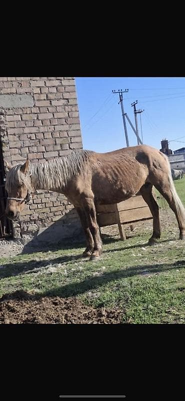отдам животных в хорошие руки: Продаю | Кобыла (самка) | Для разведения — 5