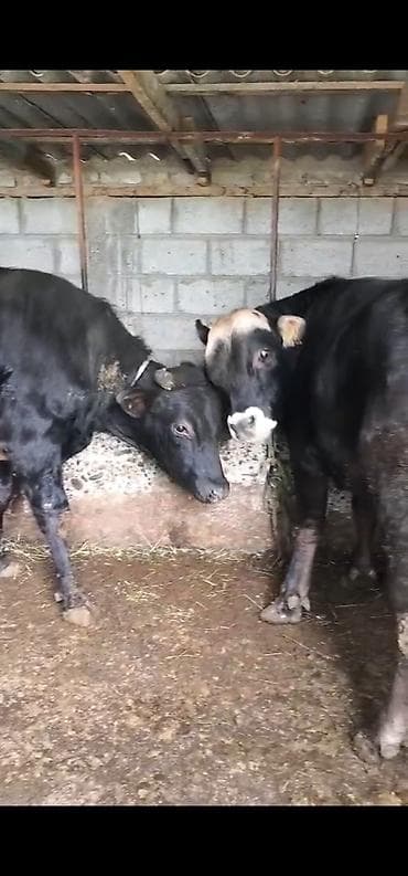 бенгальская кошка цена бишкек: Продаю | Корова (самка), Бык (самец), Тёлка | Швицкая | На откорм, На забой, Для разведения | Осеменитель — 2