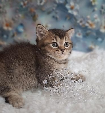 американская жесткошёрстная кошка: Скотиш Страйт (Шотландская прямоухая), 2 месяца, Мальчик, Приучена к лотку, Проглистована — 3