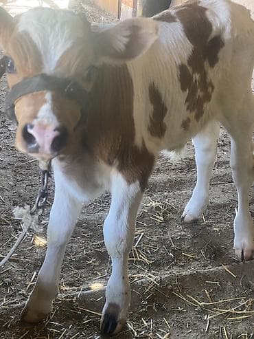 Айыл-чарба жаныбарлары: Сатам | Музоо | Бордоп семиртүү үчүн | Байланган — 2