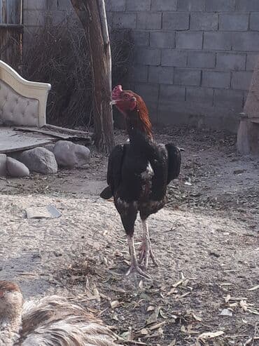 товары для кошек: Птицы — 2