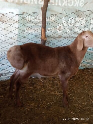 отдам в добрые руки собаку: Продаю | Баран (самец) | Арашан | Для разведения | Осеменитель — 8