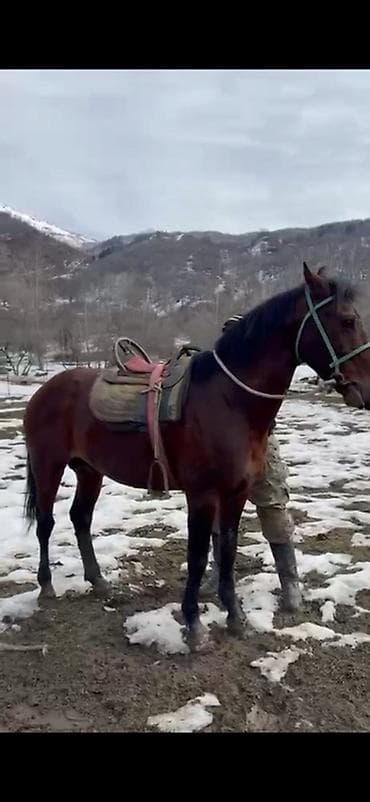 Коровы, быки: Продаю | Конь (самец) | Рабочий — 2