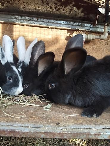 оборудование для курятника: Продаю | Крольчата | Для разведения — 1