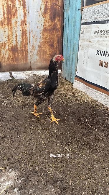 сова живая: Продаю | Петух | Для разведения — 1