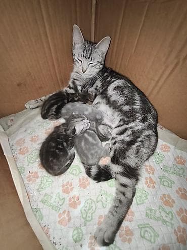 Услуги ветеринара: Котята от серебристой мамы-кошки с ярким мраморным окрасом. Родились 6 — 6