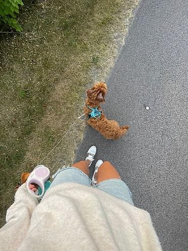 🐾 Заботливая передержка и выгул собак 🐾 Вам срочно нужно улететь — 1