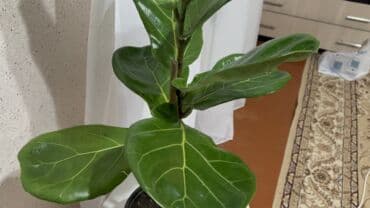 ножовка садовая: Фикус лирата (Ficus lyrata), комнатное декоративнолиственное растение — 5