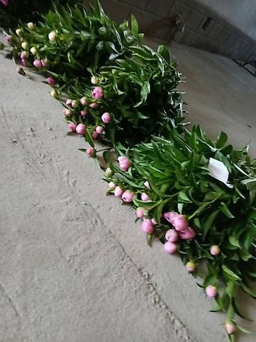 пионы оптом: Бутоны пионов оптом
Цена договорная
Есть бордовые и розовые
Много! — 2