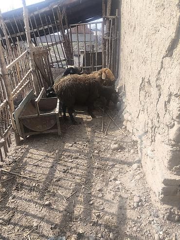 Куры, петухи: Продаю | Овца (самка) | Для разведения — 4