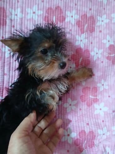 купить щенка французского бульдога: Йоркширский терьер, 1 месяц, Самка, С родословной — 8