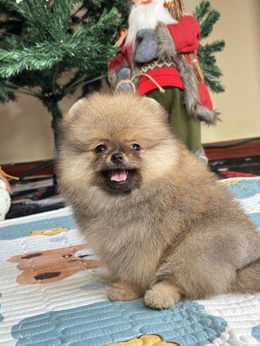 купить щенка недорого: Шпиц, 2 месяца, Самка, С родословной — 3