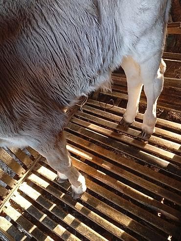 желчные камни крс бизнес: Продаю | Музоо, торпок | На откорм — 2