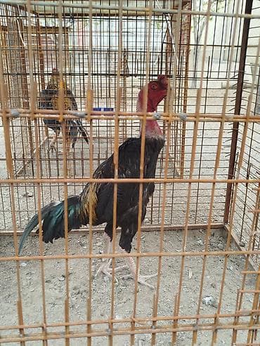 тушка бройлера цена: Дакан жожо короз сатылат алмашу жолдору бар адрес Заря Тынчтык конушу — 2