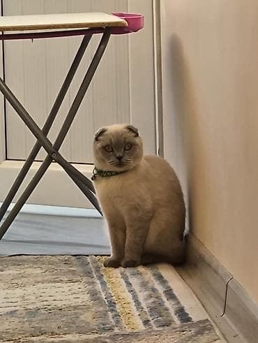 Кошки: Скотиш Фолд (Шотландская вислоухая), 2 года, Девочка, Приучена к лотку — 2