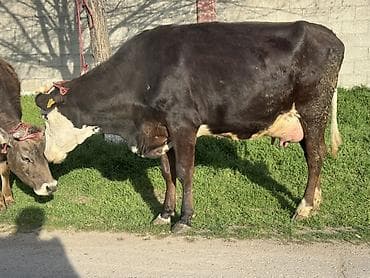 высокодойные коровы: Продаю | Корова (самка) | Голштин | Для молока | Привязанные — 1