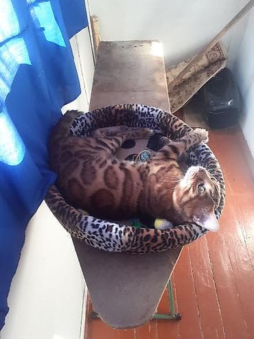 бенгальская домашняя кошка: Бенгал на вязку Особенности: - Крупные выразительные глаза, широкие — 5